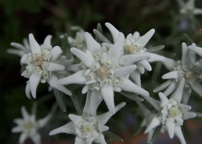 Haus Hackl * Jerzens